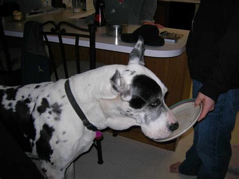 Kim knew about Duke, but this is the first time she sees him and she is amazed at his size. . Great dane pussy